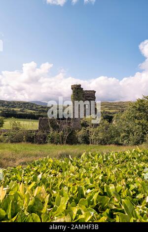 Ruinen einer alten irischen Burg auf dem Field.County Cork, Irland. Stockfoto