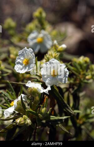 Montpellier-Zistrose (Cistus monspeliensis) - Wanderung im Naturpark Pilankones nahe Ayagaures, San Bartolome de Tirajana, Gran Canaria, Kanaren, Spa Stockfoto