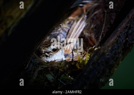 Eurasischer Treecreeper on Nest (Certhia familiaris) Stockfoto