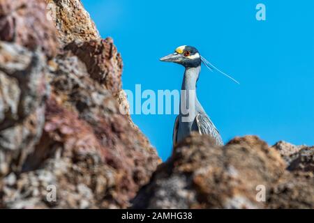 Erwachsene, gelb bekrönt, Erwachsene, Night-Heron (Nyctanassa violacea) in Baja California, Mexiko. Stockfoto