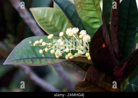 Wunderstrauch, Kroton, Croton (Codiaeum variegatum),, Puerto de Mogan, Gran  Canaria, Spanien Stockfotografie - Alamy