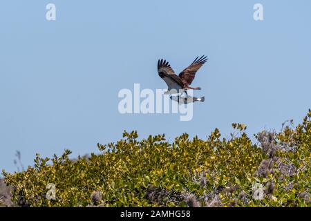 Ein Osprey (Pandion haliaetus), der einen großen Fisch über Bäumen in Baja California, Mexiko transportiert. Stockfoto