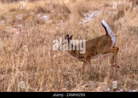 Ein weiblicher While-Hirsch (Odocoileus virginianus) dochte im Winter durch eine Wiese und zeigte den weißen Schwanz, der ihnen ihren gemeinsamen Namen gibt. Stockfoto