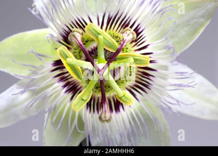 Passiflora Passion Flower Nahaufnahme Stockfoto