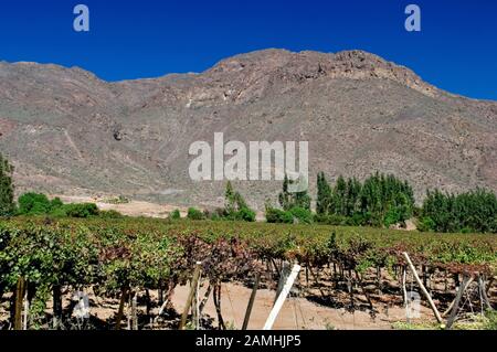 Trauben Plantation, Concepción, Vicuña, Chile Stockfoto