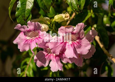 Nahaufnahme der Blumen der Rosa Trompete Weinstock, Podranea brycei, mit genauen Markierungen und Haare in der Kehle der Blume Stockfoto