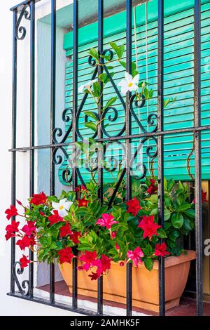 Rote und Weisse Mandevilla Blumen wachsen in der Fenster, auf dem Balkon in Mijas, Spanien Stockfoto