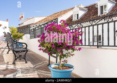 Ein blühender Bougainvillea-Standardbaum in einem Topf auf einem sonnigen Balkon mit weiß getünchten Gebäuden und blauem Himmel Stockfoto