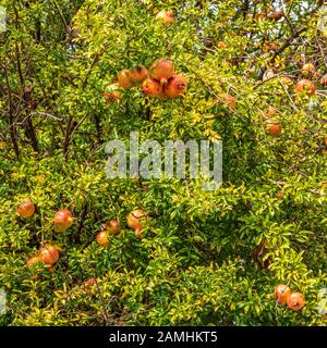 Punica granatum Baum, in dem die Granatapfeln gebündelt sind, die bereit sind, im Herbst geerntet zu werden Stockfoto