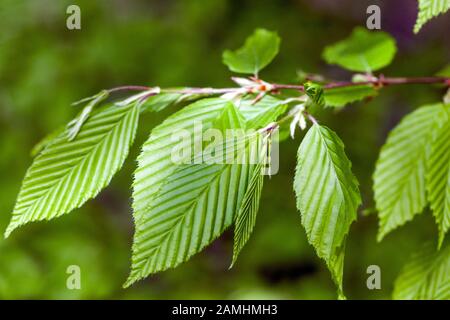 Carpinus betulus Hainbuche Blätter Laub Stockfoto