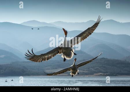 Krauskopfpelikan (Pelecanus Crispus), See Kerkini, Griechenland Stockfoto