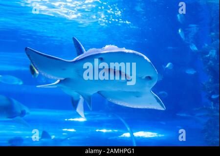 Hai-Ray (lateinischer Name Rhina ancylostoma) in einem dunklen Wasser. Stockfoto