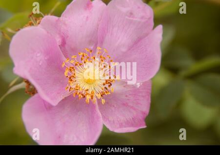 Nahaufnahme von kultivierter, hübscher Rosenbusblüte und grünem Laub in einem heimischen Garten unter übergiebeltem Licht Stockfoto