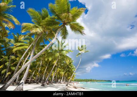 Geneigte Palmen an der Küste der Insel Saona, Dominikanische Republik Stockfoto