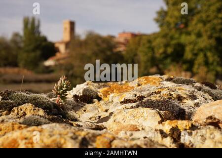 Nahaufnahme von aridem Sedum, der auf einer Steinmauer mit einer traditionellen spanischen Kirche in der Ferne wächst Stockfoto