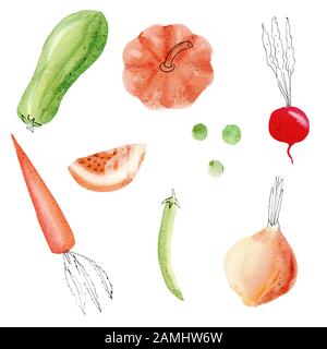 Handgezeichnetes buntes Gemüse mit Aquarellbildern. Zwiebel, Erbsen, Karotte, Kürbis, Zucchini, Rüben isoliert auf weißem Hintergrund Packung. Herbst, aut Stockfoto