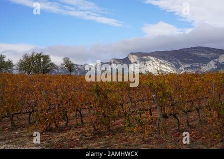 Die herbstlichen Weinberg mit Bergen und blauem Himmel in der Ferne Stockfoto