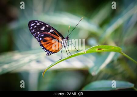 Langflügeliger Schmetterling des Tigers auf einem Pflanzenblatt. Stockfoto