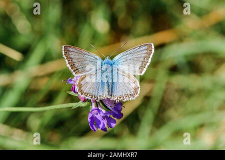 Chalkhill Blue Butterfly - Lysandra coridon männlich auf einer violetten Blume Stockfoto