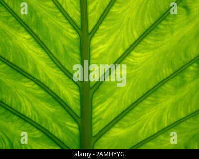 Colomo Hoja Elegante (Elegant Leaf Colomo, AKA Arrowleaf Elephant's Ear) im Marival Armony Resort, Riviera Nayarit, Mexiko. Stockfoto