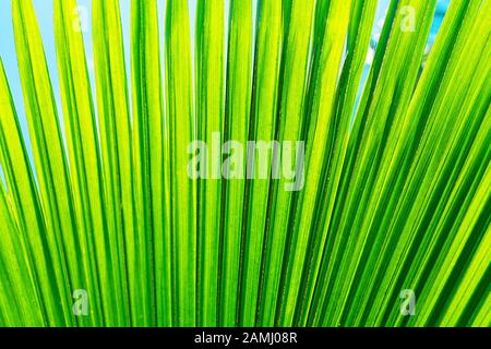 Gestreift von Palmblatt. Abstrakte grüne Textur. Hintergrund mit Blumenmuster. Stockfoto