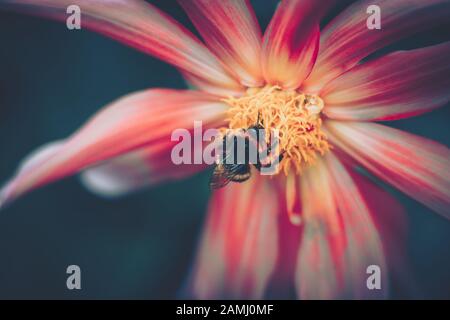 Honigbiene bestäubt von rosafarbener Blume; Vintage-Stil Stockfoto