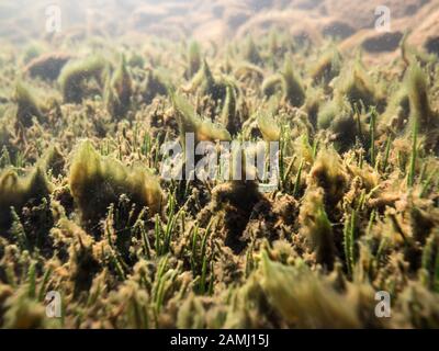 Algen Büschel wachsen auf Bottom-leaved Wasser Pflanzen in See Stockfoto