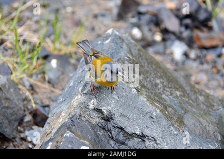 Patagonische sierra Fink, Phrygilus patagonicus, Reserva Laguna Nimez, El Calafate, Provinz Santa Cruz, Argentinien, Südamerika Stockfoto