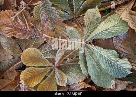 Pferd Chestnut Baum geht im Herbst mit frühmorgendlichen Frost auf Grund. Stockfoto