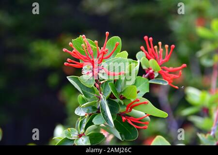 Chilenische firetree, Chilenische firebush, Embothrium coccineum, Nationalpark Los Glaciares, Provinz Santa Cruz, Argentinien, Südamerika Stockfoto