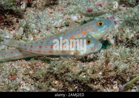 Orange-gepunktete Schwellen- oder Orangengestrichelte Kobolde, Valenciennea puellaris, Sekotong, Lombok, Indonesien, Bali Meer, Indischer Ozean Stockfoto