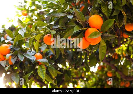 Orange Früchte. Orange Garden. Orangen auf der Anlage. Stockfoto