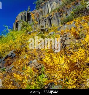 Bracken Fern, Pteridium aquilinum, Devil's Postpile National Monument, Inyo National Forest, Eastern Sierra, Sierra Nevada Range, Kalifornien, Stockfoto