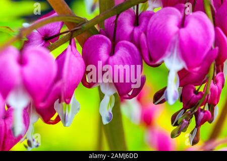 Blutende Herzen Blume Pflanze Lamprocapnos spectabilis Gold Herz Dicentra April Blume Detail Dicentra spectabilis Golden Heart bluten Herz Blume Stockfoto