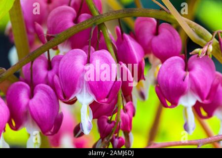 Blutende Herzen Lamprocapnos spectabilis 'Gold Heart' Dicentra close up Blume Stockfoto