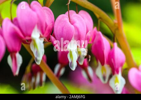 Dicentra 'Gold Heart' Lamprocapnos sieht blutende Herzen Stockfoto