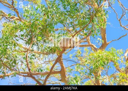 Ein Koala, Phascolarctos cinereus, schlafend auf einem Zweig von Eukalyptus auf der Lighthouse Road im Great Otway National Park entlang Der Great Ocean Road, Victoria Stockfoto