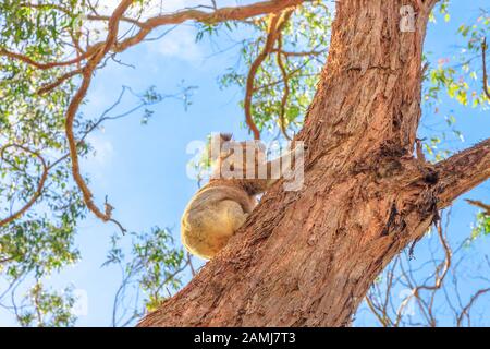 Ein Koala-Bär, Phascolarctos cinereus, erklimmt einen großen Eukalyptus-Stamm im Great Otway National Park entlang Der Great Ocean Road, Victoria, Australien. Stockfoto