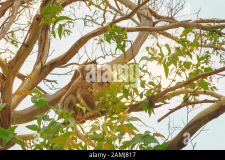 Koala mit joey auf der Rückseite, Beutelbär, an einem Baum mit Eukalyptus im Great Otway National Park entlang Der Great Ocean Road, Victoria, Australien. Stockfoto