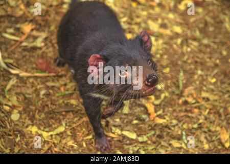 Tasmanischer Teufel, Sarcophilus harrisii, stehend. Der Teufel ist eine Tasmanische Ikone. Trowunna Wildlife Sanctuary, Tasmanien, Australien. Wenn das Beuteltier Stockfoto