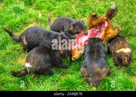 Tasmanische Teufel, Sarcophilus harrisii, Jagd auf Beute in Tasmanien auf Gras. Tasmanische Teufel ist eine australische Beuteltiere und Ikone Tasmaniens. Stockfoto