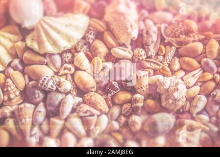 Ein Nahfoto im Vintage-Stil der Kinder-Seashell-Kollektion aus einem Sommerurlaub am Strand. Es wurden Fehler hinzugefügt, die wie Retro-Film aussehen. Stockfoto