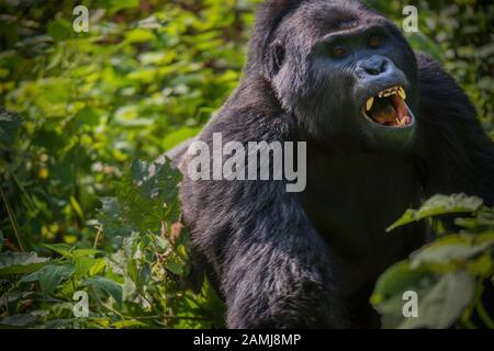 Eine seltene Ansicht einer silverback Mountain Gorilla Laden durch den Wald mit seinen Mund und Zähne, Wut und Aggression. Stockfoto