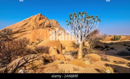 Die alten felsigen Landschaft der Spitzkoppe, Namibia, mit einem köcherbaum blühen unter den Granitfelsen. Stockfoto