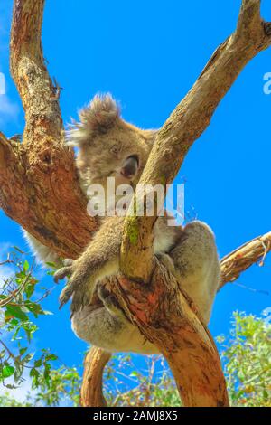 Koala-Bär, Phascolarctos cinereus, liegt auf Eukalyptusbaum entlang des Koala-Boardwalk auf Phillip Island, in der Nähe von Melbourne in Victoria, Australien. Stockfoto