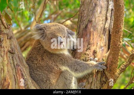 Koala trägt auf dem Eukalyptus-Stamm auf Phillip Island, in der Nähe von Melbourne in Victoria, Australien. , Stockfoto