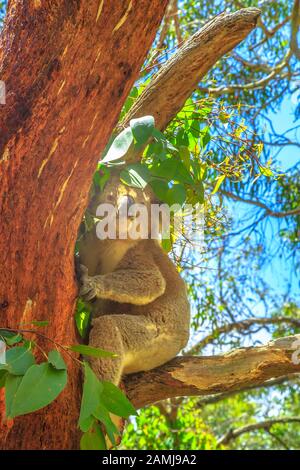 Koala Bear sitzt auf dem Eukalyptus-Stamm auf Phillip Island in Victoria, Australien. Vertikaler Schuss. Stockfoto