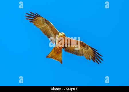 Der Pfeifdrachen Haliastur sphenurus mit geißelbraunen Federn fliegt gegen den blauen Himmel. Desert Park in Alice Springs in der Nähe von MacDonnell Ranges Stockfoto