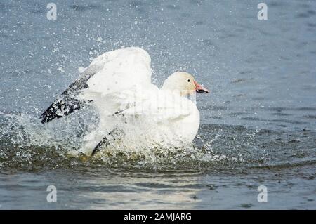 Schnee-Gans. Chen caerulescens. Jamaica Bay, Gateway New York. Schnee-Gänsebaden, in einem Halo Spray verhüllt. Stockfoto