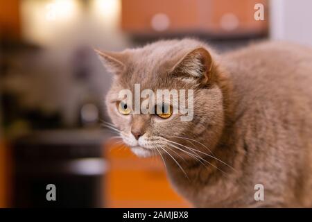 Süße gerade schottische Katze schaut vorsichtig weg Stockfoto